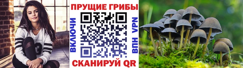 Псилоцибиновые грибы Psilocybe  Луга 